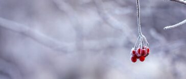 découvrez la magie de l'hiver : paysages enneigés, activités de saison, et conseils pour profiter au mieux des plaisirs hivernaux.