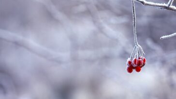 découvrez la magie de l'hiver : paysages enneigés, activités de saison, et conseils pour profiter au mieux des plaisirs hivernaux.