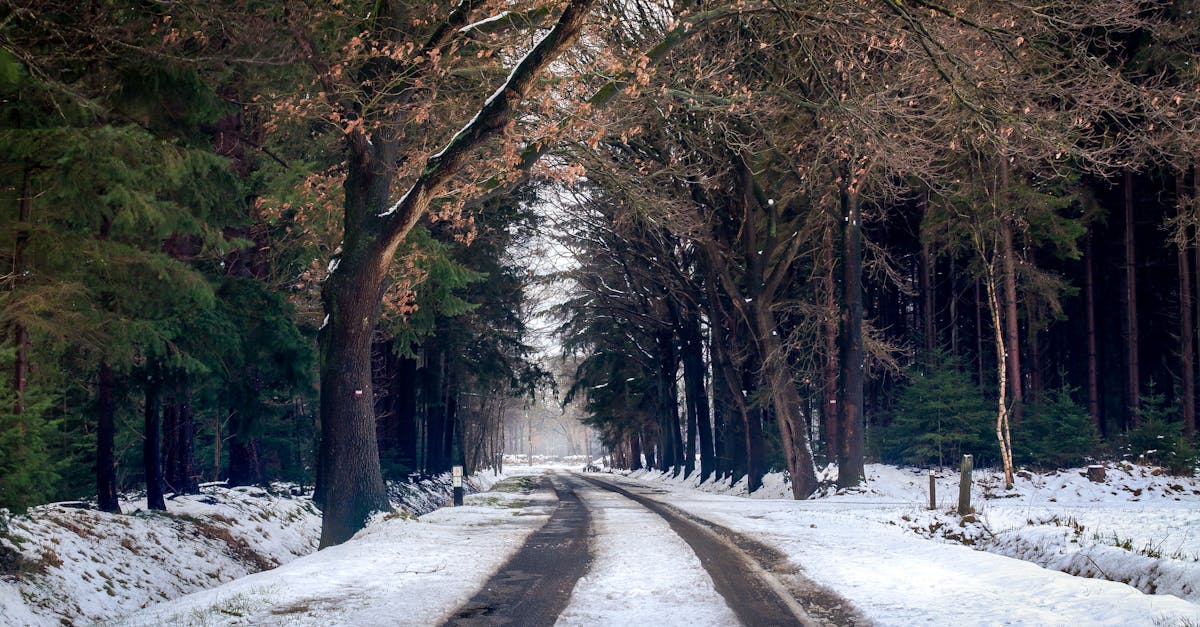 découvrez la magie de l'hiver à travers des paysages enneigés, des activités de saison et des conseils pour profiter pleinement de cette période féerique. explorez les joies des sports d'hiver, les recettes réconfortantes et les traditions hivernales qui réchauffent le cœur.